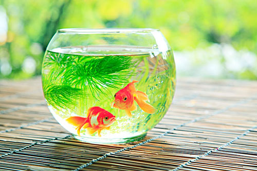 居家养鱼风水考究，，，，，，怎么养鱼招财气？？？？
